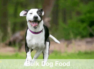 bulk dog