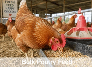 bulk poultry feed commercial and domestic